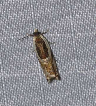 Image of Yellow Birch leaffolder moth