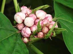 Clerodendrum chinense (Osbeck) Mabb. resmi