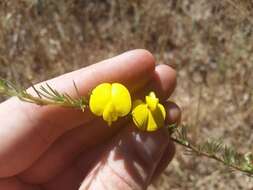 Image of Aspalathus uniflora L.