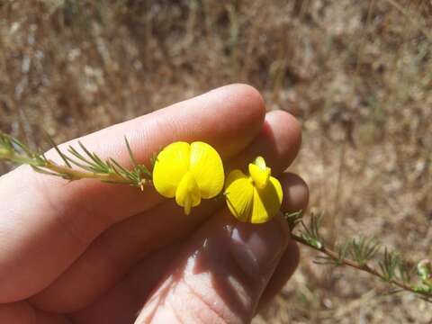 صورة Aspalathus uniflora L.