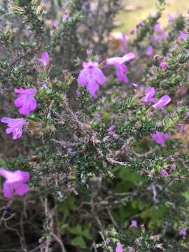 Image of Micromeria inodora (Desf.) Benth.