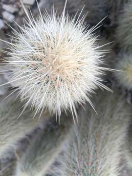 Plancia ëd Echinocereus longisetus (Engelm.) Rümpler