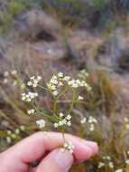 Image of Platysace filiformis (Bunge) C. Norman