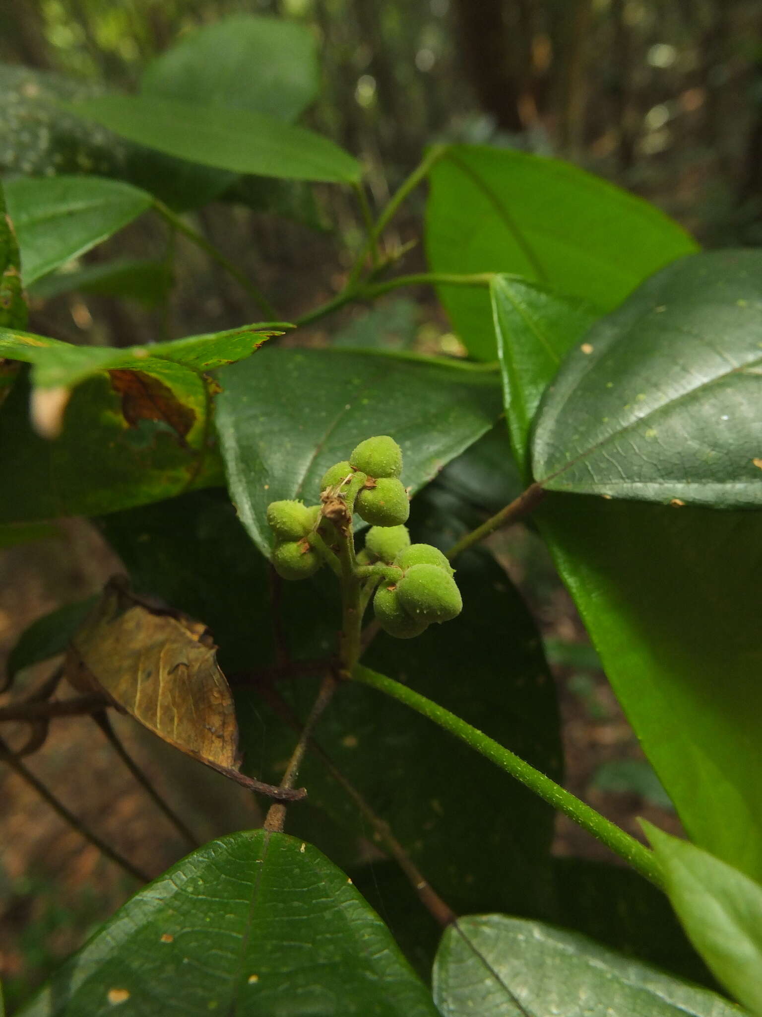 Image of Mallotus rhamnifolius (Willd.) Müll. Arg.