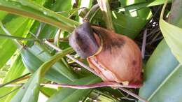 Image of Madagascar pitcher plant