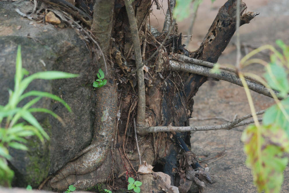 Image of Ficus arnottiana (Miq.) Miq.