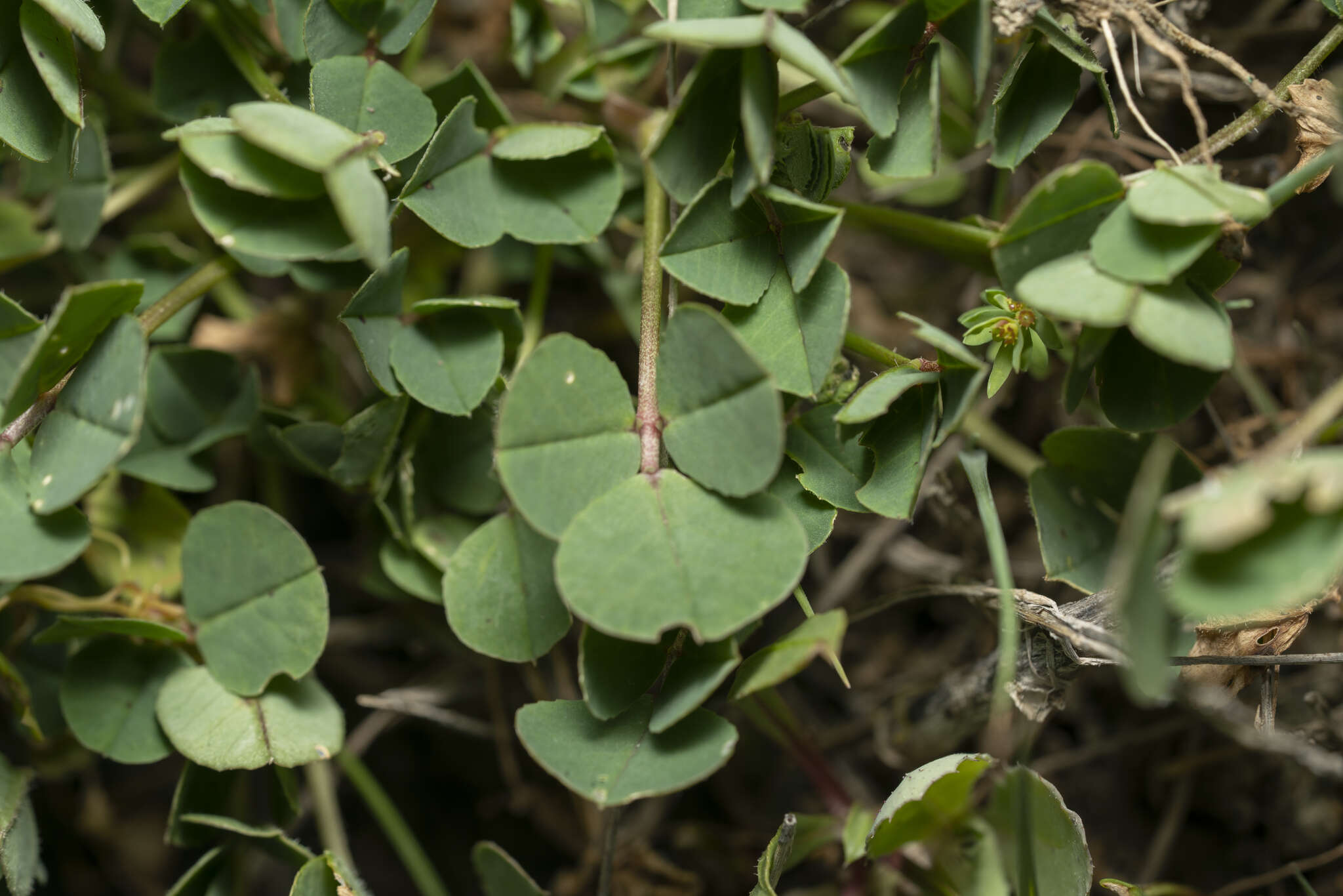 Image of Medicago intertexta subsp. ciliaris (L.) Ponert