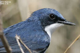 Image of Siberian Blue Robin