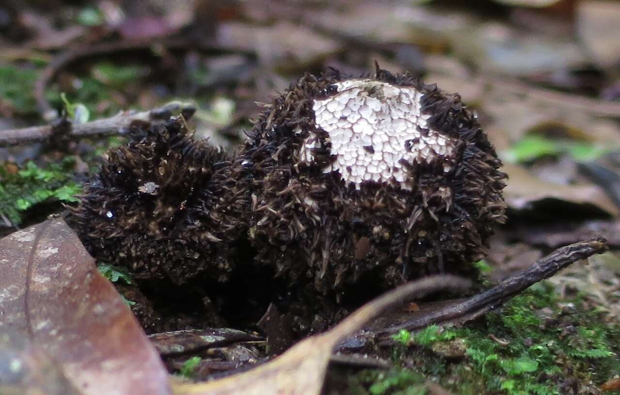 Imagem de Lycoperdon compactum G. Cunn. 1926