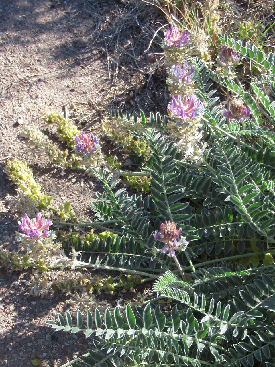 صورة Astragalus mollissimus var. earlei (Greene ex Rydb.) Tidestrom