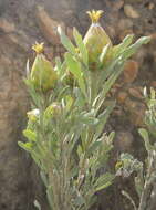 Imagem de Leucadendron rubrum Burm. fil.