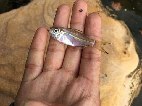 Image of Estuary glassfish