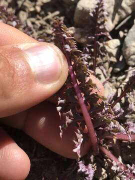 صورة Pedicularis semibarbata var. charlestonensis Pennell & Clokey