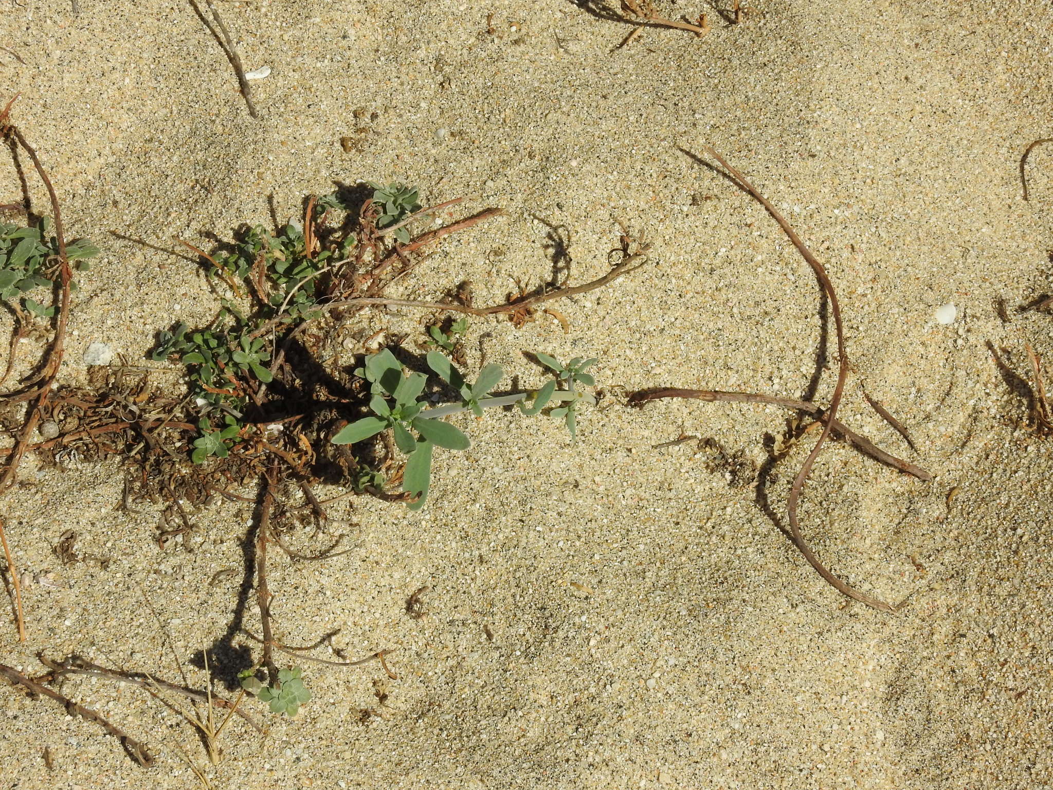 Image of Oenothera drummondii subsp. thalassaphila (Brandegee) W. Dietrich & W. L. Wagner