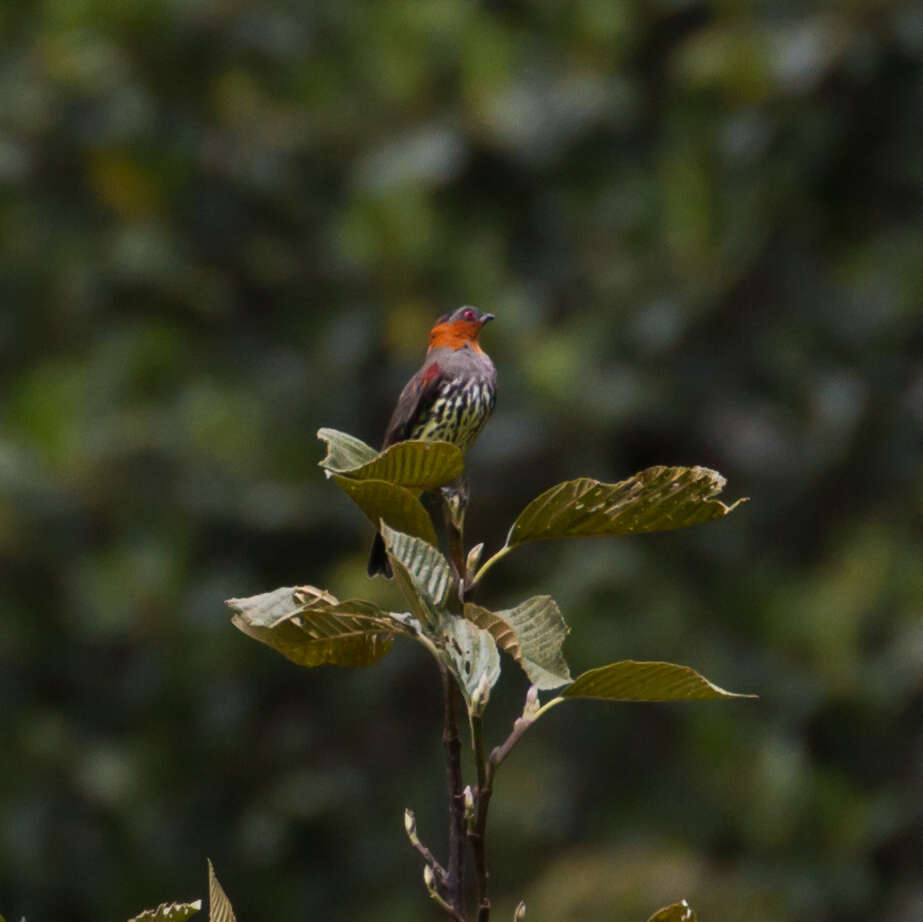 Image of Chestnut-crested Cotinga