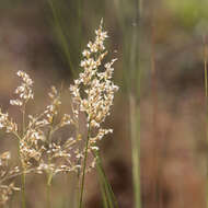 Plancia ëd Eriachne obtusa R. Br.