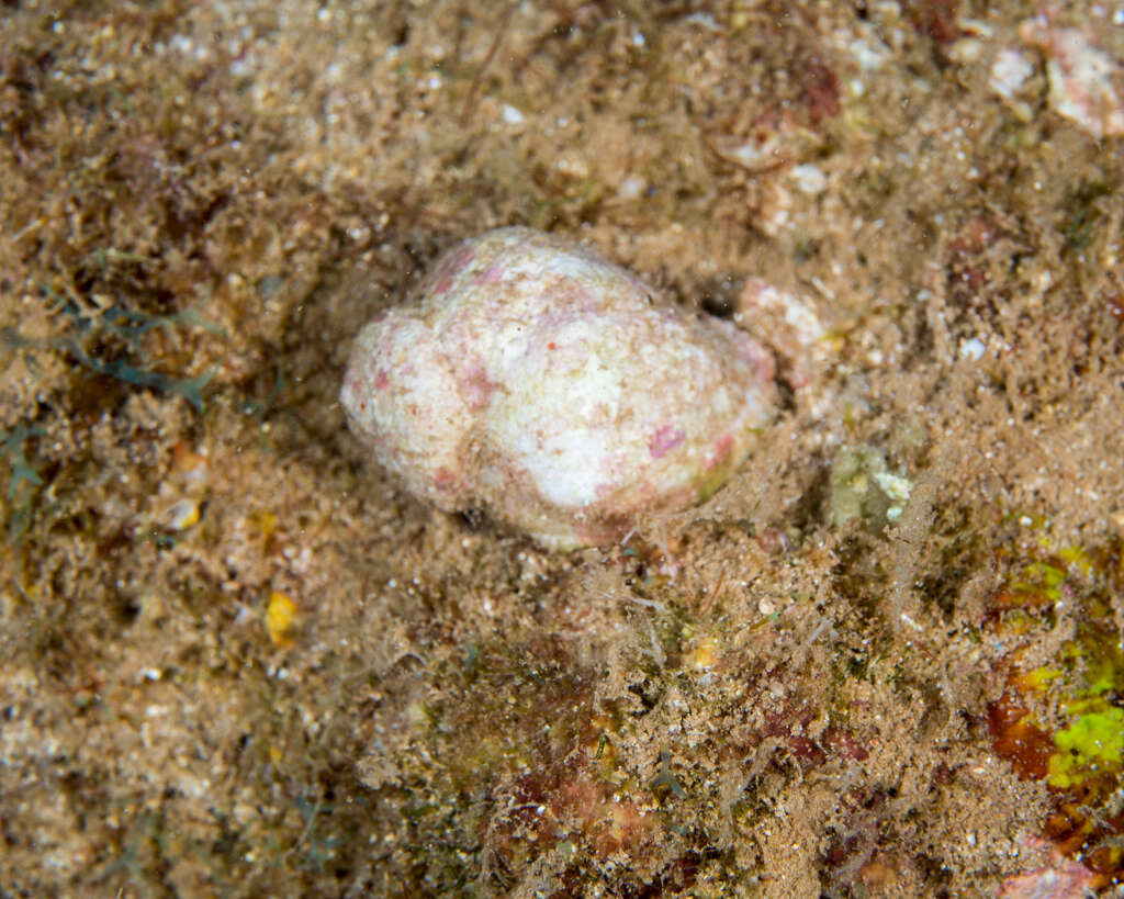 Image of purple coral snail