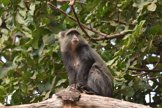 Image of <i>Cercopithecus mitis manyaraensis</i> Butynski & De Jong