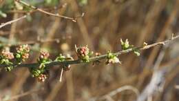 Image of Ambrosia salsola var. salsola