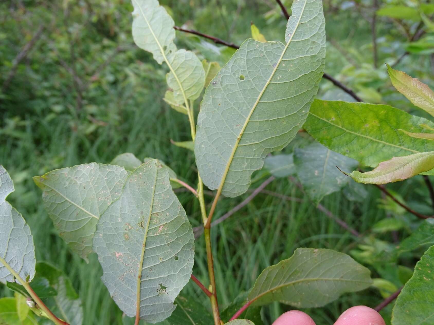 Image of balsam willow