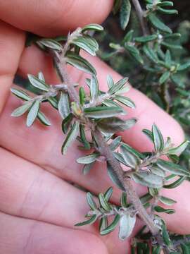 Image of Pomaderris phylicifolia Lodd.