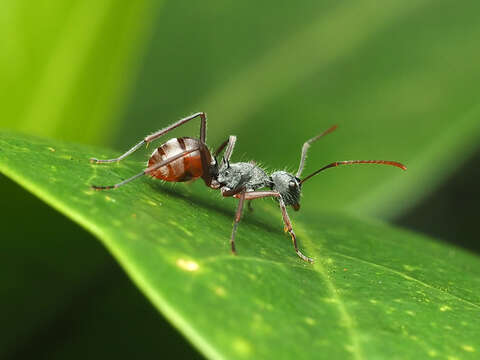 Image de Polyrhachis bicolor Smith 1858