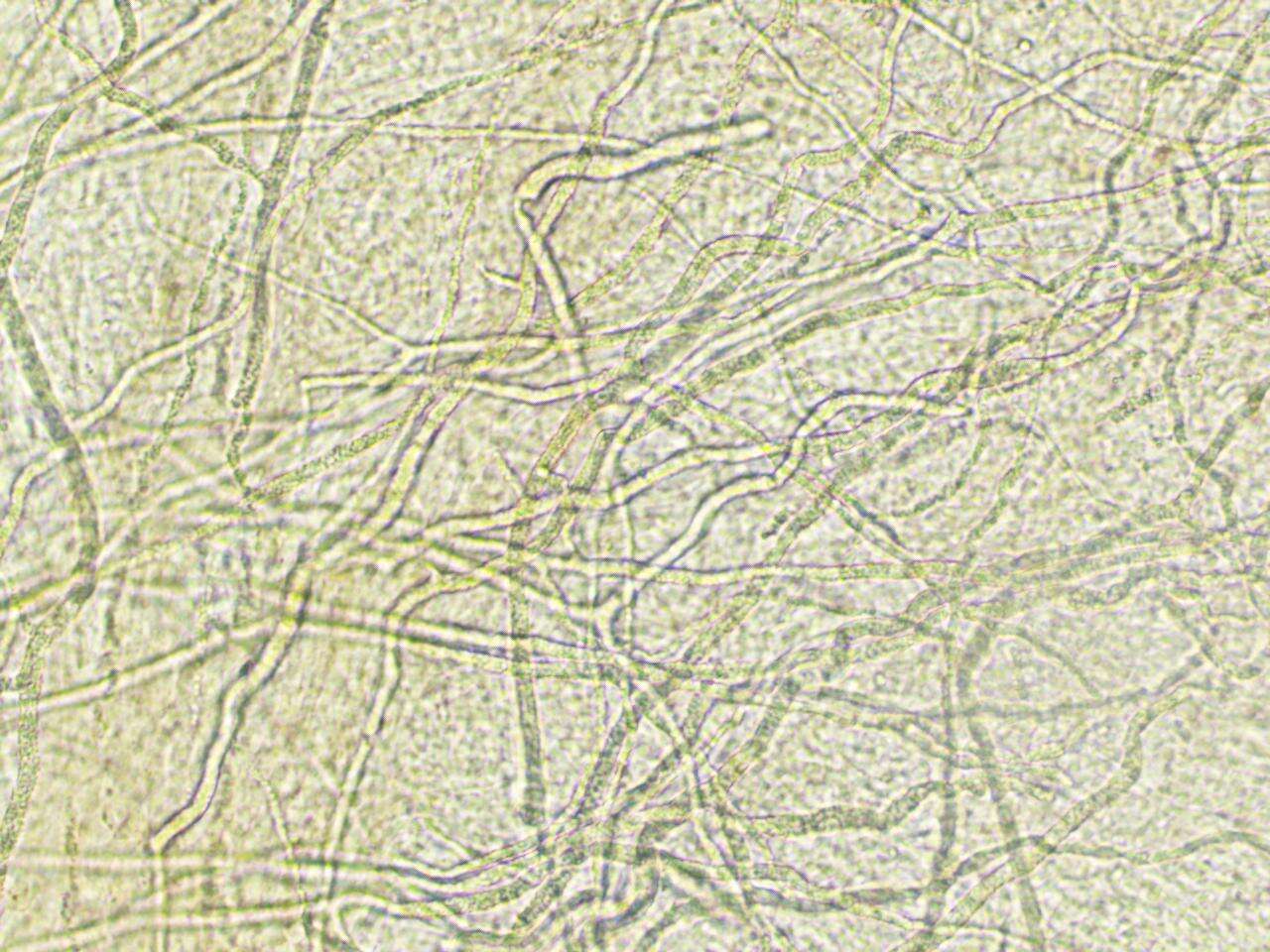 Image of Artomyces cristatus (Kauffman) Jülich 1982