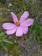 صورة Cosmos peucedanifolius Wedd.