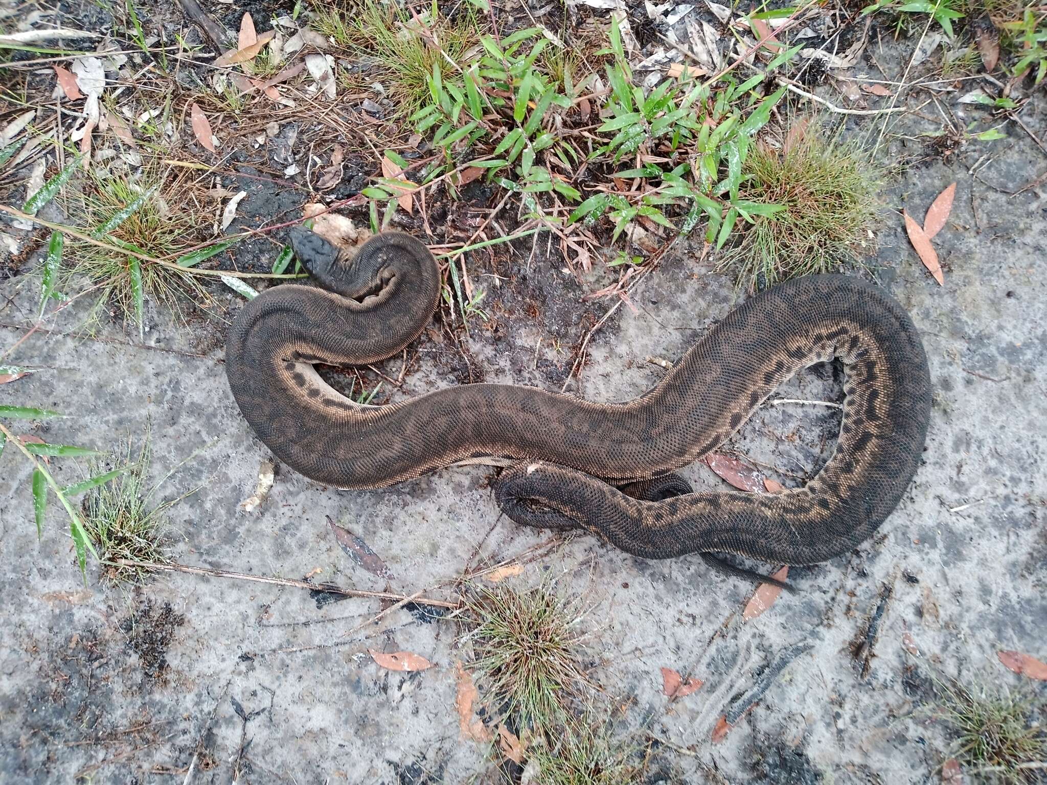 Image of Elephant Trunk Snake