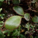 Image de Elaphoglossum luzonicum Copel.