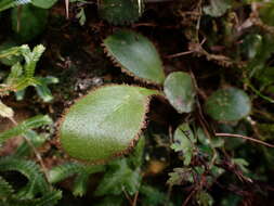 Elaphoglossum luzonicum Copel. resmi