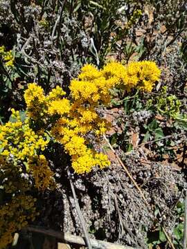 Image of Solidago hintoniorum G. L. Nesom