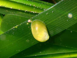 Image of emerald nerite