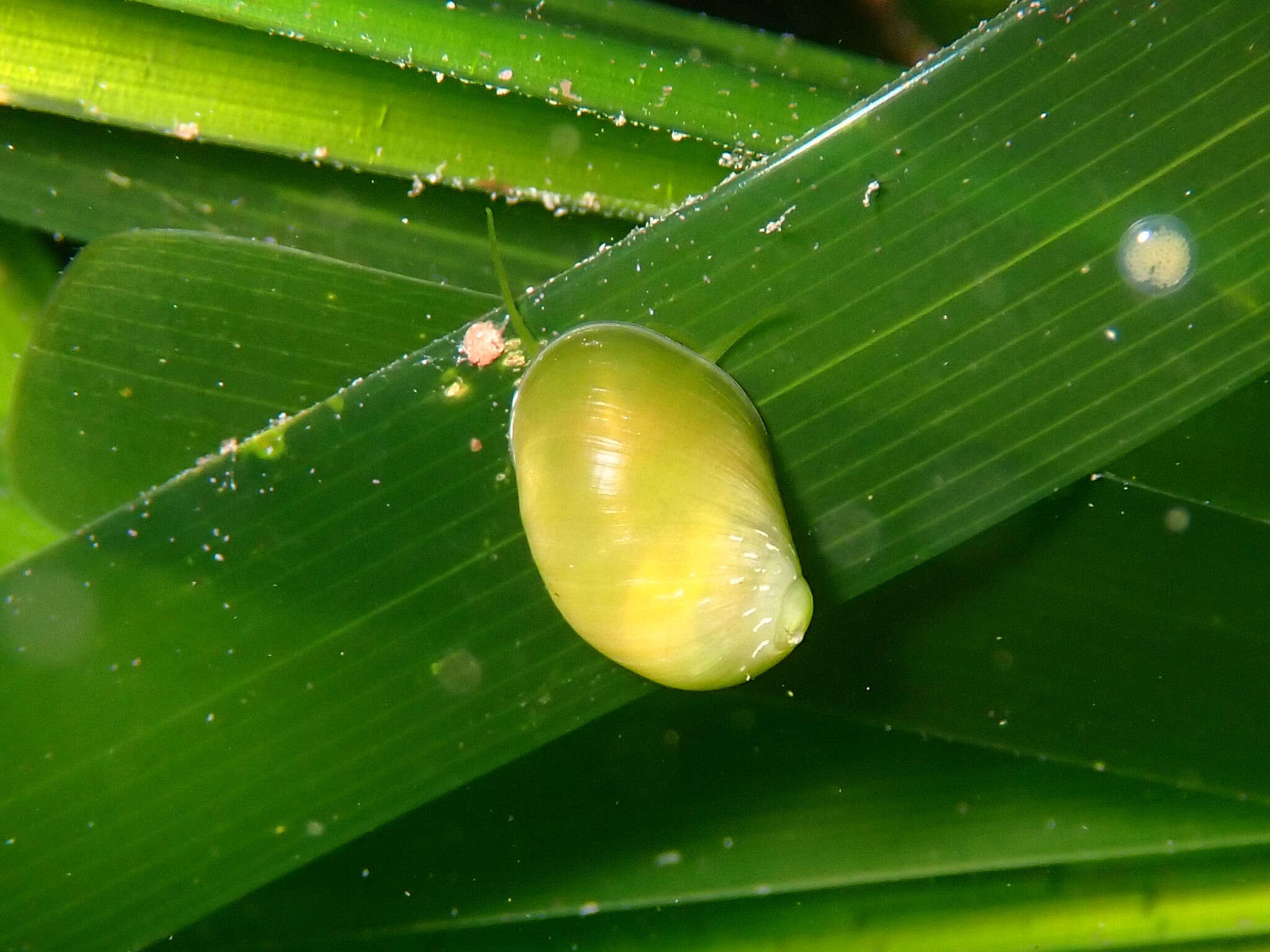 Image of emerald nerite