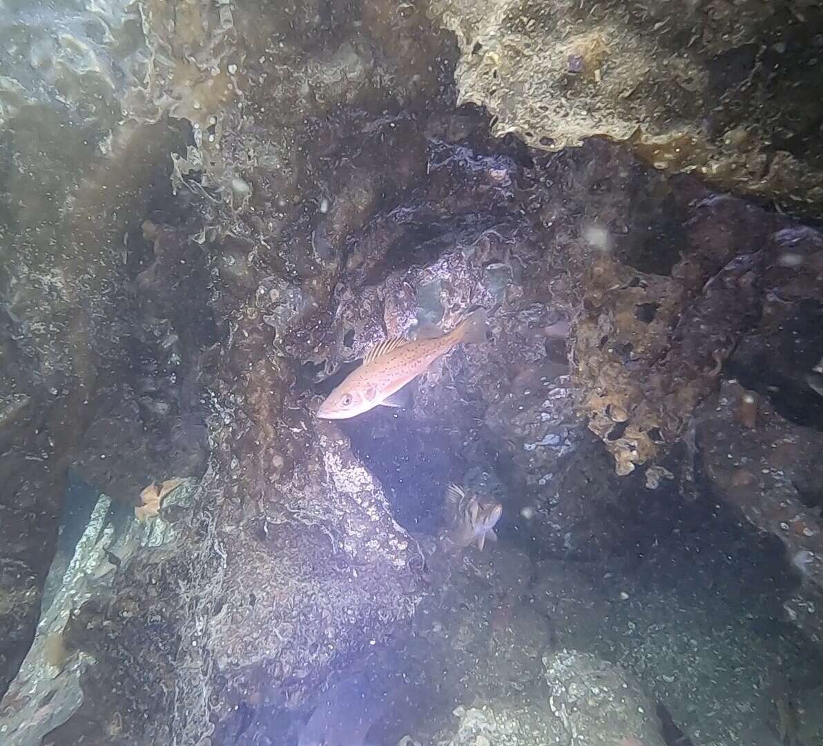 Image of Bocaccio rockfish