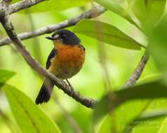 Image de Gobemouche des mangroves