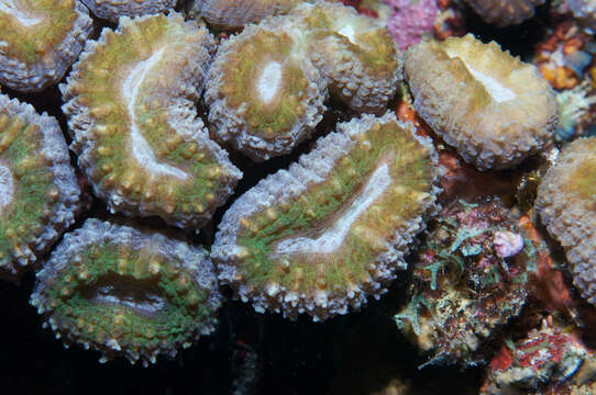 Image of Brain Root Coral