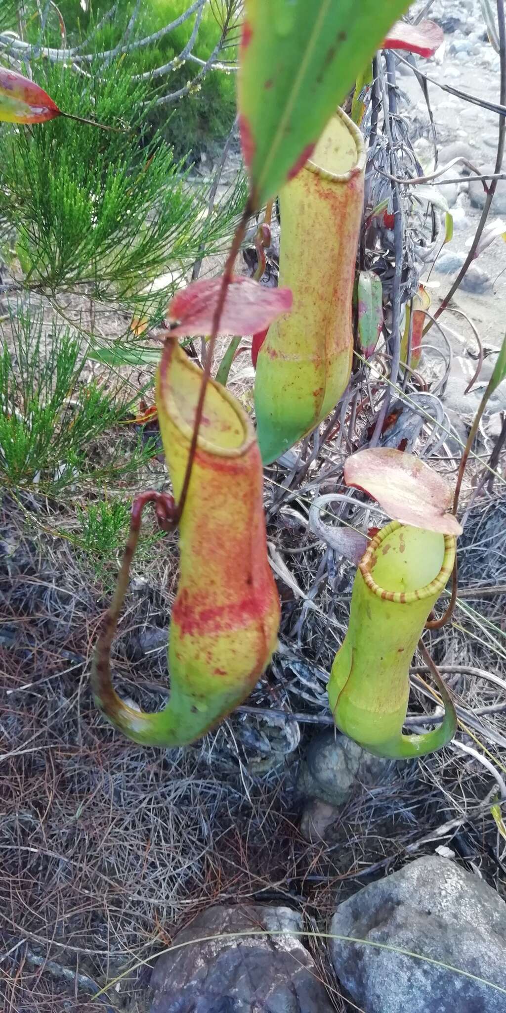 Image of Nepenthes philippinensis Macfarl.