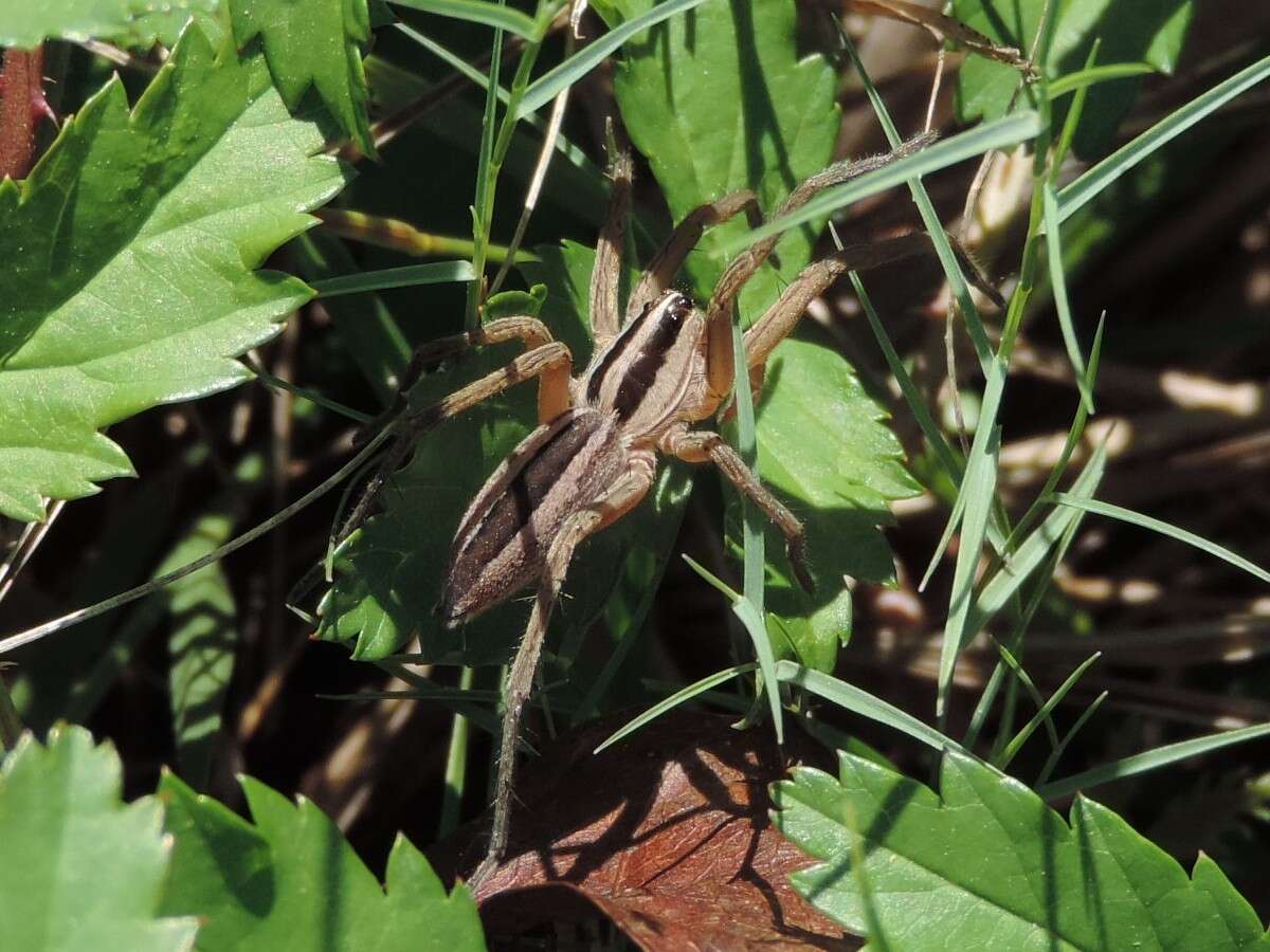 Image of Dotted Wolf Spider