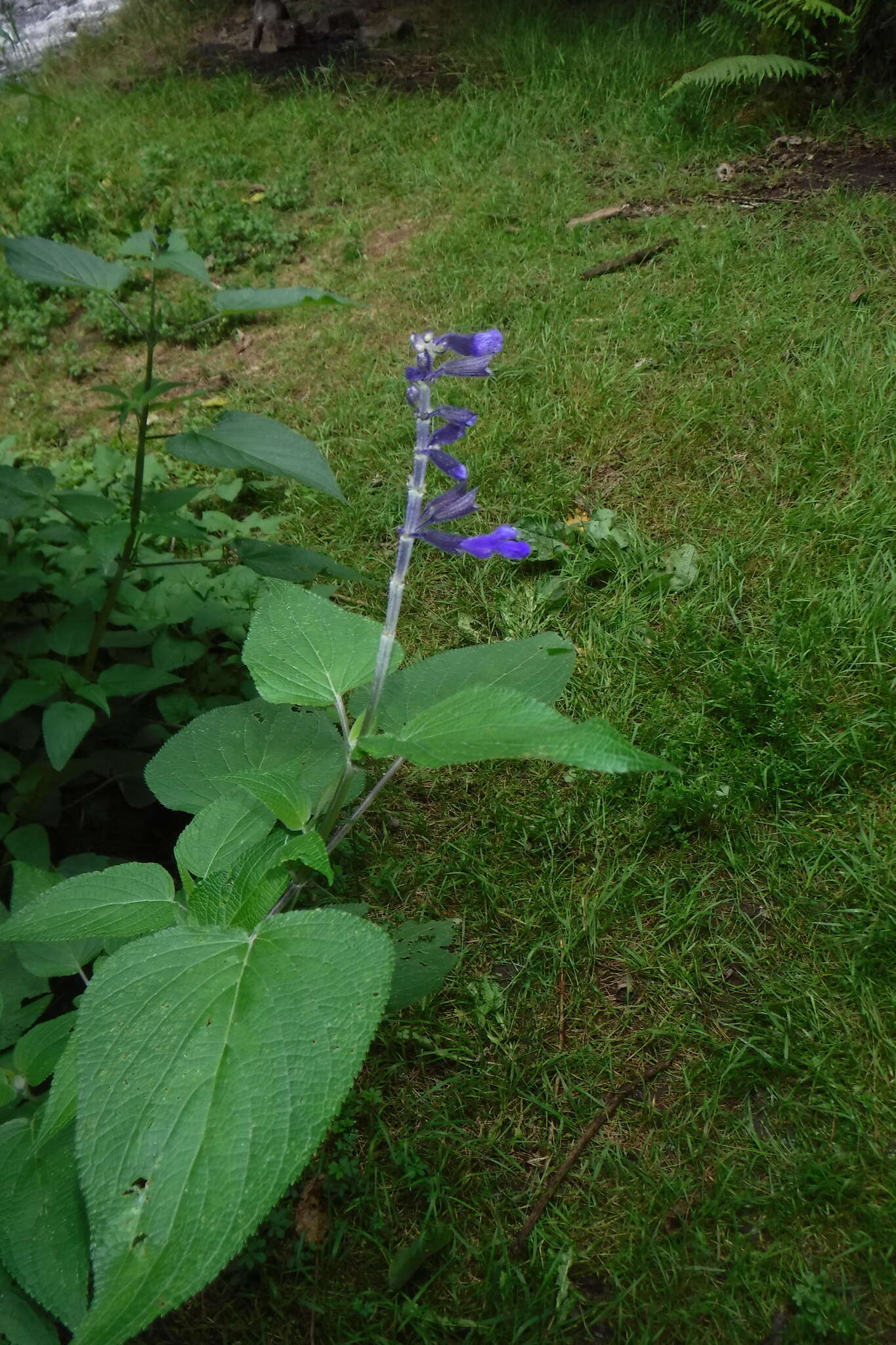 Image de Salvia concolor Lamb. ex Benth.