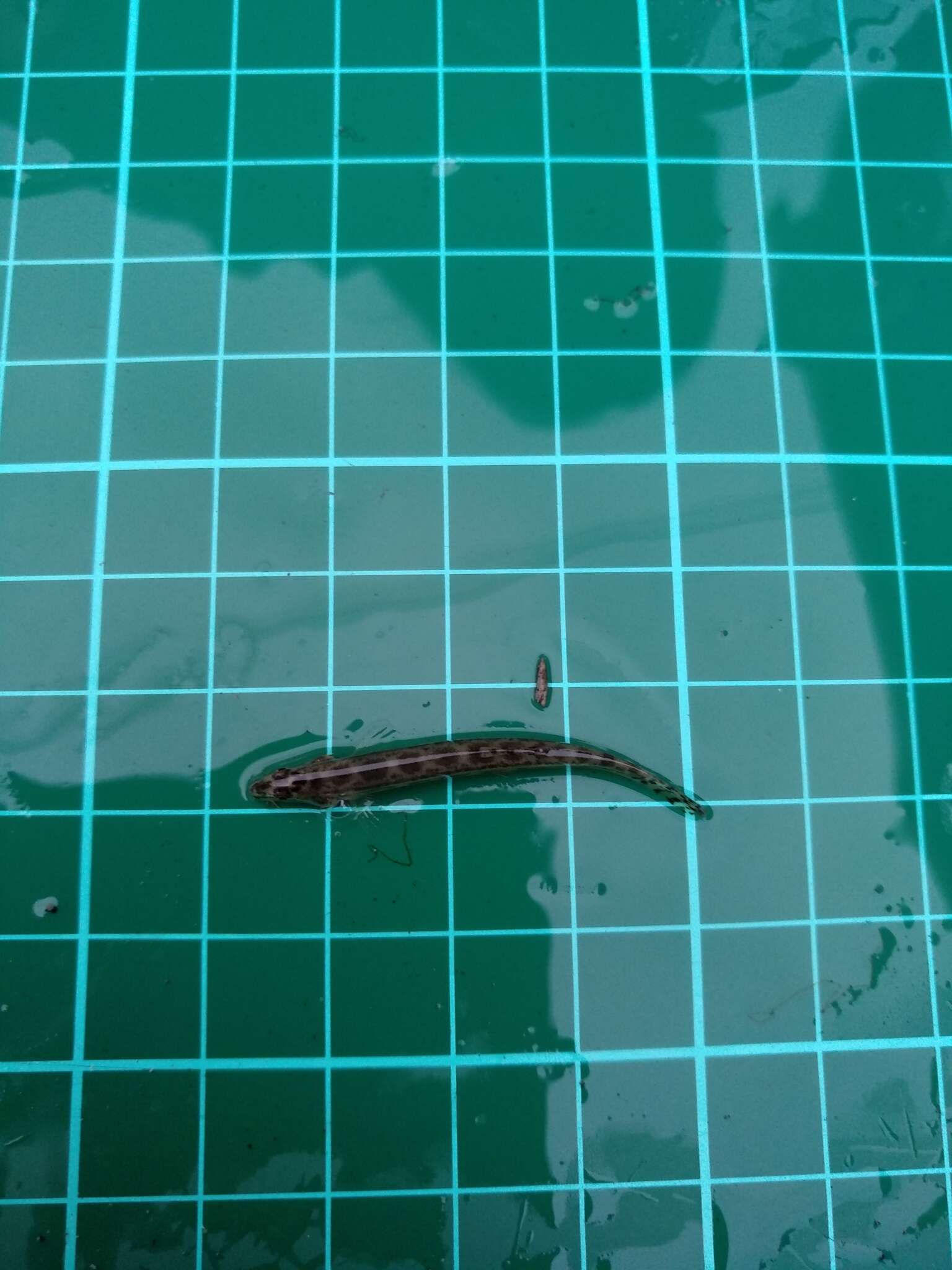 Image of Siberian spiny loach