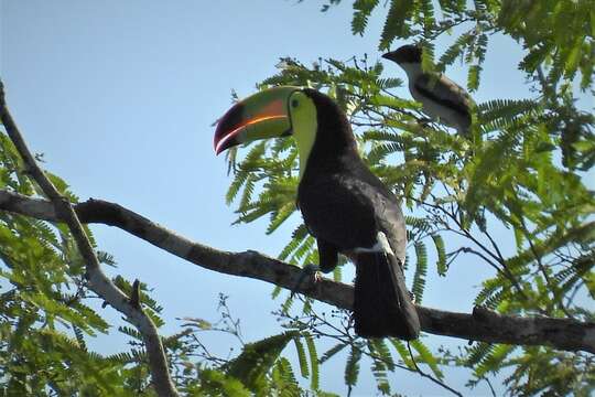 Ramphastos sulfuratus sulfuratus Lesson & R 1830的圖片