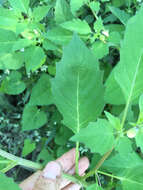 Image of cutleaf groundcherry