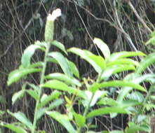 Image of Costus arabicus L.