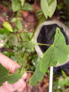 Image of Passiflora aristulata Mast.