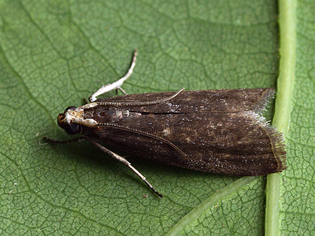 Salebriopsis albicilla Herrich-Schäffer 1849 resmi