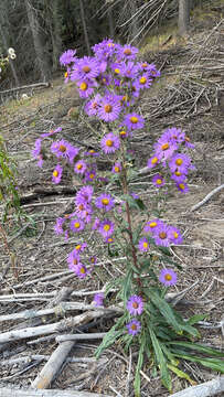 Image of Dieteria bigelovii (A. Gray) D. R. Morgan & R. L. Hartman