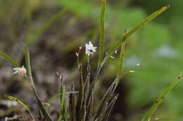 Plancia ëd Scaphyglottis crurigera (Bateman ex Lindl.) Ames & Correll