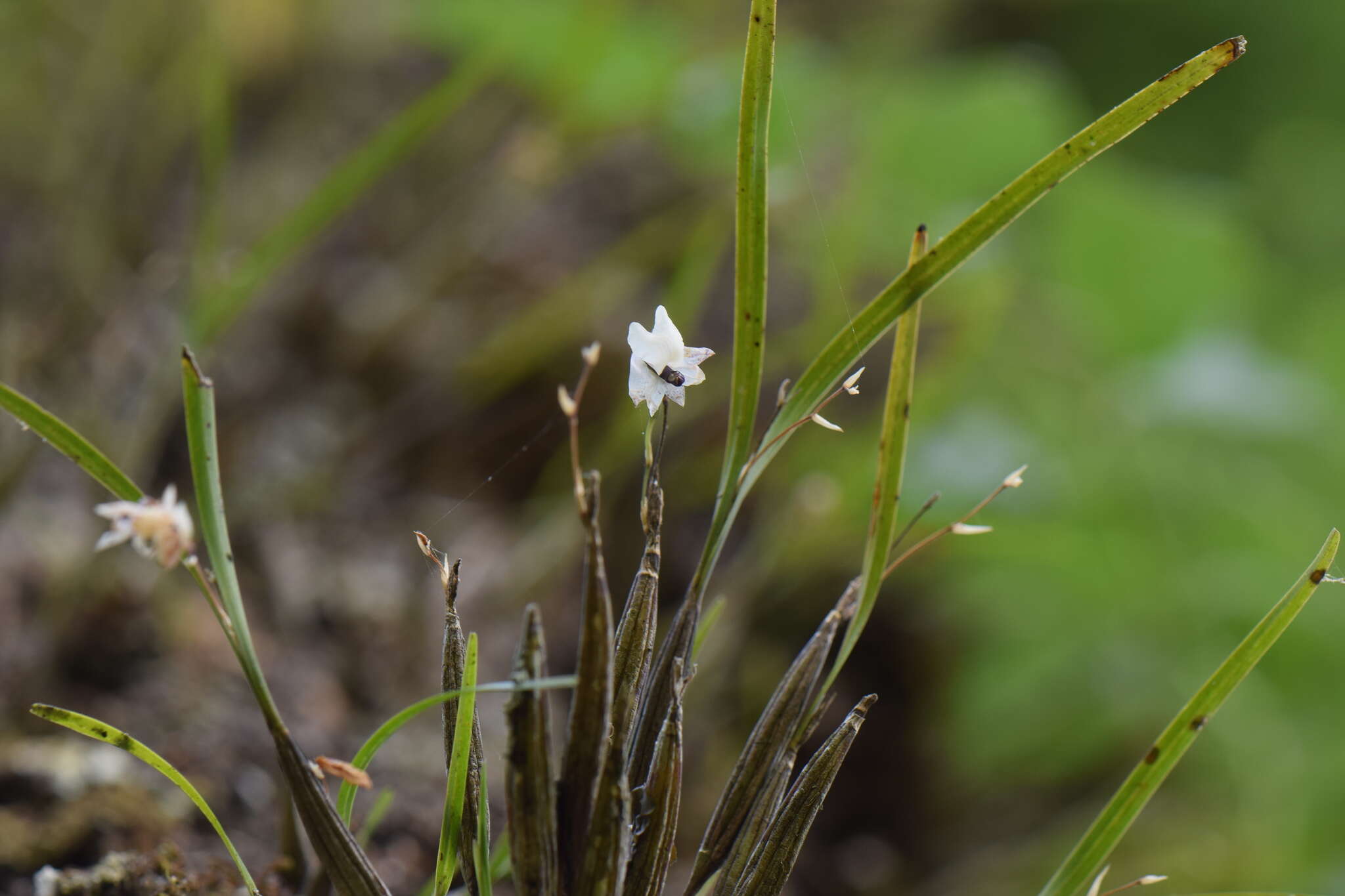 Слика од Scaphyglottis crurigera (Bateman ex Lindl.) Ames & Correll