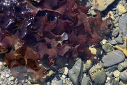 Image of Algae